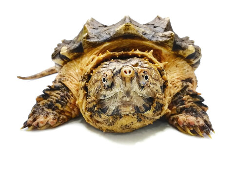 Alligator Snapping turtle