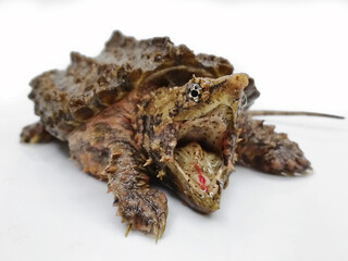 Alligator Snapping turtle