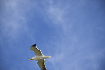 Birds flying around the coastal area of Zeeland. 