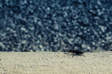 bug on the ground