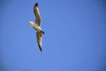 Birds flying around the coastal area of Zeeland. 
