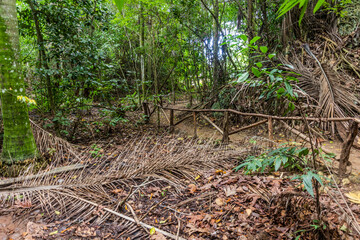 Forest in the National Park El Choco near Cabarete, Dominican Republic