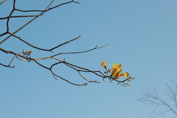 yellow flower