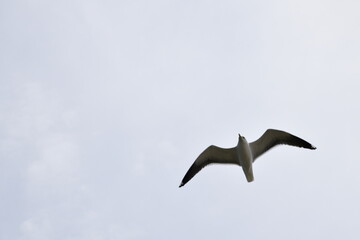 Birds flying around the coastal area of Zeeland. 