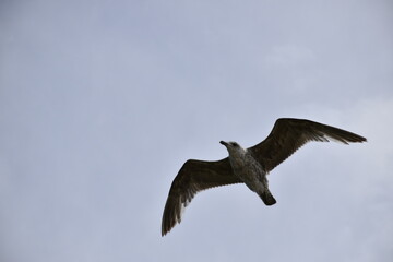 Birds flying around the coastal area of Zeeland. 
