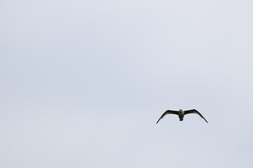 Birds flying around the coastal area of Zeeland. 