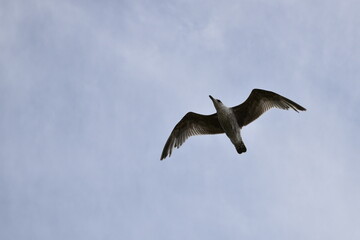 Birds flying around the coastal area of Zeeland. 