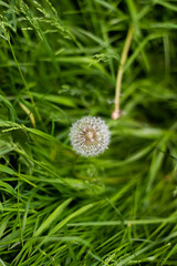 Dandelion in grass