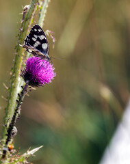 a Melanargia galathea