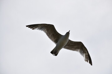 Birds flying around the coastal area of Zeeland. 