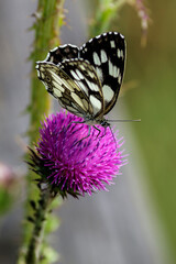 a Melanargia galathea