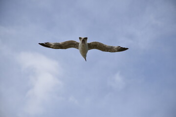 Birds flying around the coastal area of Zeeland. 