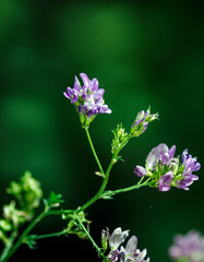 Obraz premium A Medicago sativa