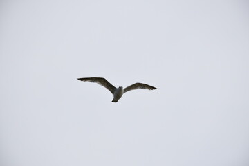Birds flying around the coastal area of Zeeland. 