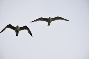 Birds flying around the coastal area of Zeeland. 