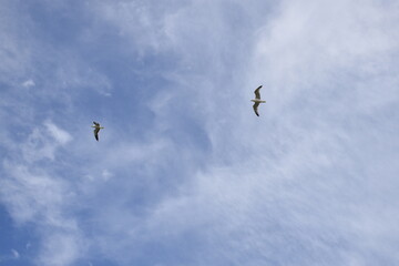 Birds flying around the coastal area of Zeeland. 