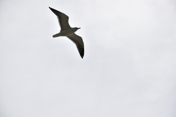 Birds flying around the coastal area of Zeeland. 