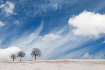 Drei Walnussbäume im Schnee