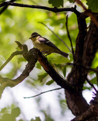 A small blue tit