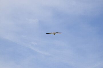 Birds flying around the coastal area of Zeeland. 