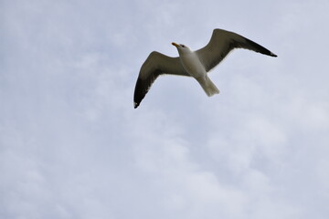 Birds flying around the coastal area of Zeeland. 
