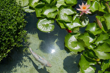 Top view pink water lily with leaves, lotus flower and coin fish in a pond