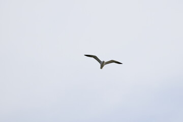 Birds flying around the coastal area of Zeeland. 