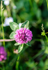 A Trifolium pratense