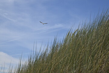 The coastal area of Domburg in Zeeland, The Netherlands