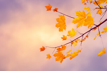 Beautiful Nature autumn background - obrazy, fototapety, plakaty