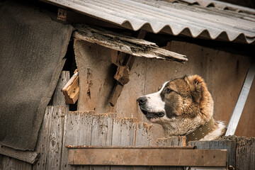 Doggy looking over the wooden fence in ghetto slum house