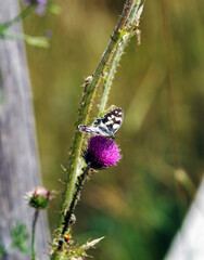 a Melanargia galathea