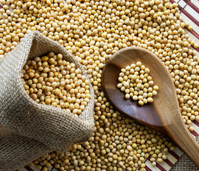 Fototapeta premium Soybeans - harvest in the state of Mato Grosso do Sul