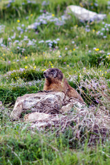 A wild marmot