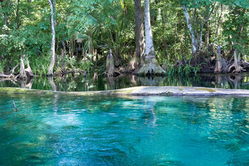 clear, blue spring water in Silver Springs, Florida with tress and Spanish moss