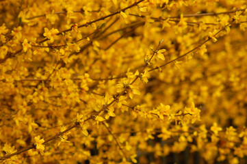 yellow autumn leaves