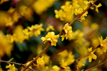 yellow flowers in spring