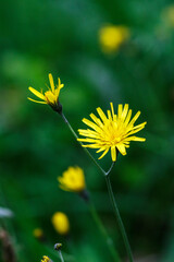 A Crepis biennis