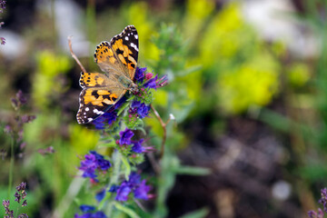 The Vanessa cardui