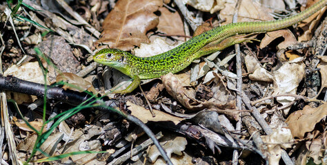A still green lizard