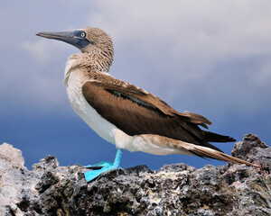 Blue-footed Booby - Galapagos Islands, Pacific Ocean