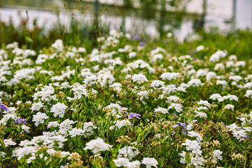Fototapeta premium Greenhouse - Growing farm - Flowers