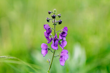 An Aconitum napellus
