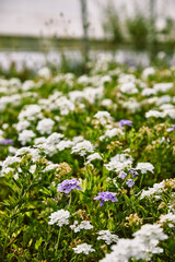 Greenhouse - Growing farm - Flowers