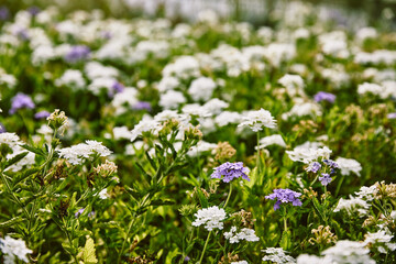 Greenhouse - Growing farm - Flowers