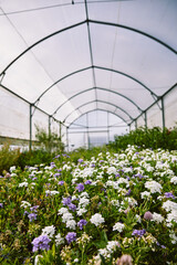 Greenhouse - Growing farm - Flowers