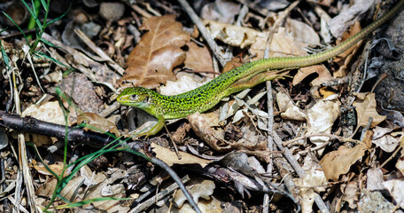A still green lizard