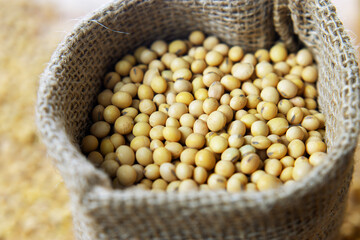 Soybeans - harvest in the state of Mato Grosso do Sul