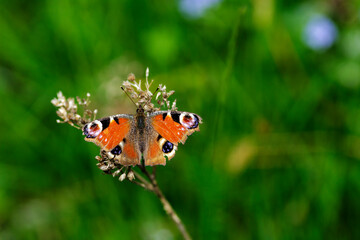 An Aglais io