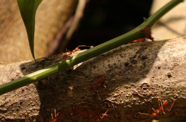 Close up of a tree trunk that the fire ants travel and one fire ant walking on vine in direct sunlight